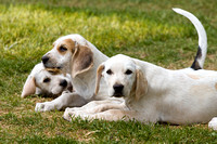 Cottesmore_Open_Day_Hounds_Pups_8th_June_2013_.012