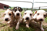 South_Notts_Kennels_5th_May_2014.018