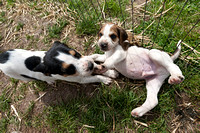 South_Notts_Kennels_5th_May_2014.020