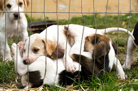 South_Notts_Kennels_5th_May_2014.001