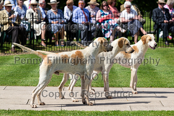 Quorn_Puppy_Show_28th_June_2019_003