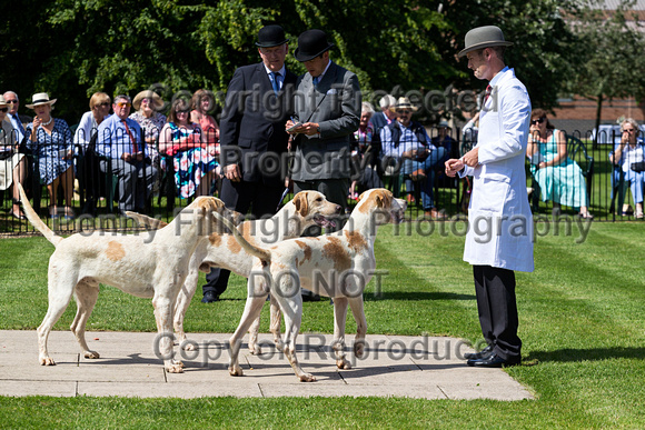 Quorn_Puppy_Show_28th_June_2019_005