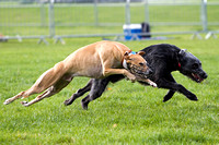 Lurcher Link, Morning Coursing (12th Oct 2013)