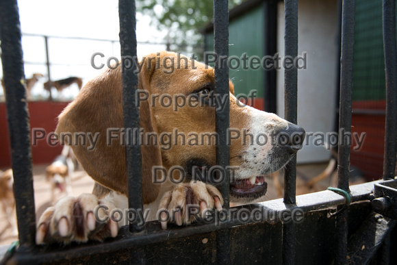 South_Notts_Hounds_14th_July_2013.108