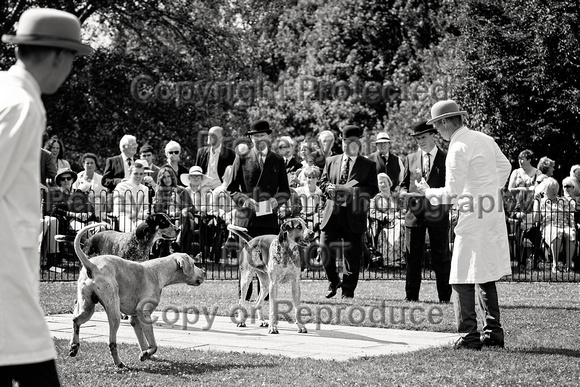 Quorn_Puppy_Show_1st_July_2022_188