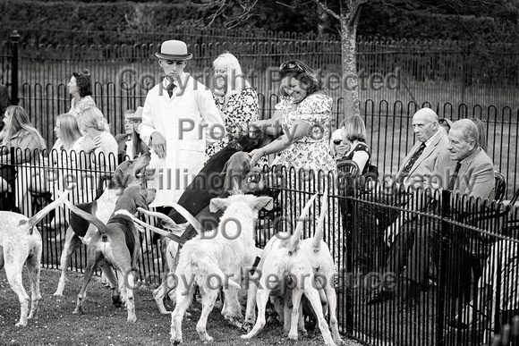 Quorn_Puppy_Show_1st_July_2022_233