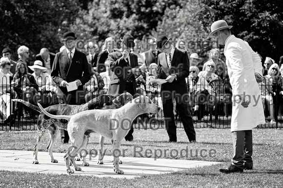 Quorn_Puppy_Show_1st_July_2022_189