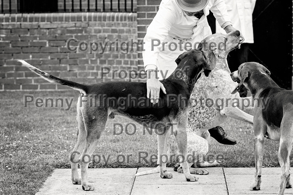 Quorn_Puppy_Show_1st_July_2022_103