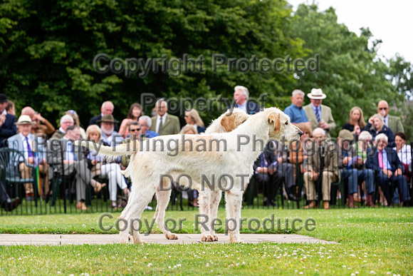 Quorn_Puppy_Show_1st_July_2022_043