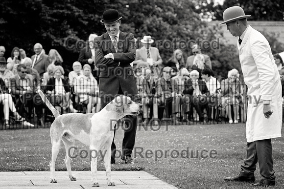 Quorn_Puppy_Show_1st_July_2022_051