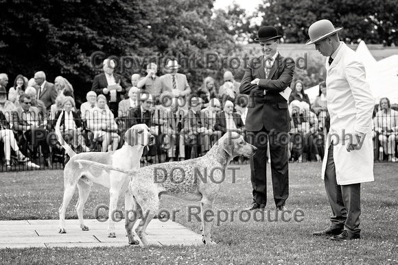 Quorn_Puppy_Show_1st_July_2022_052