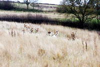 South_Notts_Denby_19th_Nov_2015_015