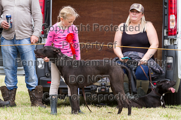 Grove_and_Rufford_Terrier_and_Lurcher_Show_16th_July_2016_158