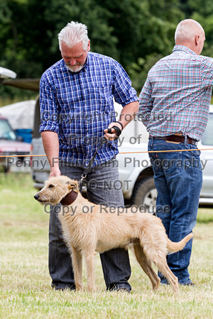 Grove_and_Rufford_Terrier_and_Lurcher_Show_16th_July_2016_033
