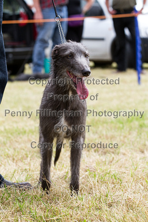 Grove_and_Rufford_Terrier_and_Lurcher_Show_16th_July_2016_078