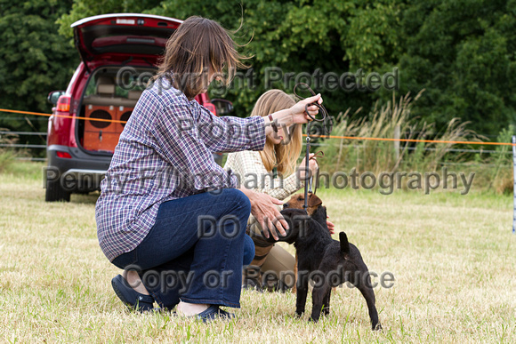 Grove_and_Rufford_Terrier_and_Lurcher_Show_16th_July_2016_133