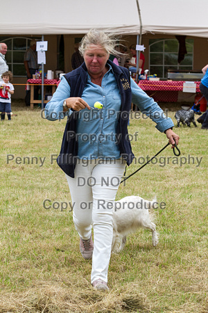Grove_and_Rufford_Terrier_and_Lurcher_Show_16th_July_2016_196