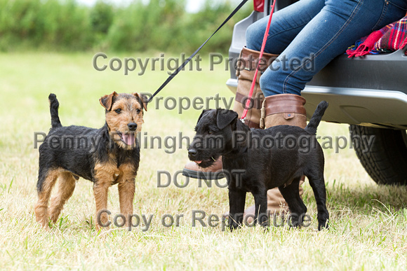 Grove_and_Rufford_Terrier_and_Lurcher_Show_16th_July_2016_046
