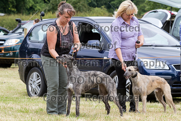 Grove_and_Rufford_Terrier_and_Lurcher_Show_16th_July_2016_148