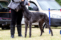 Grove_and_Rufford_Terrier_and_Lurcher_Show_16th_July_2016_013