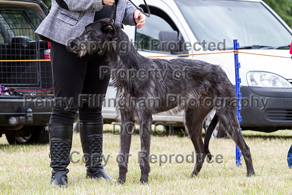 Grove_and_Rufford_Terrier_and_Lurcher_Show_16th_July_2016_013
