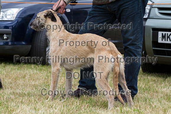 Grove_and_Rufford_Terrier_and_Lurcher_Show_16th_July_2016_081