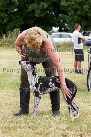 Grove_and_Rufford_Terrier_and_Lurcher_Show_16th_July_2016_136