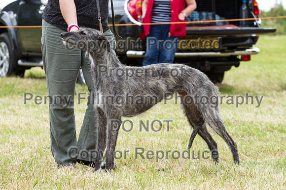 Grove_and_Rufford_Terrier_and_Lurcher_Show_16th_July_2016_168
