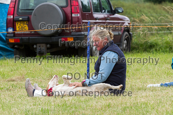 Grove_and_Rufford_Terrier_and_Lurcher_Show_16th_July_2016_178