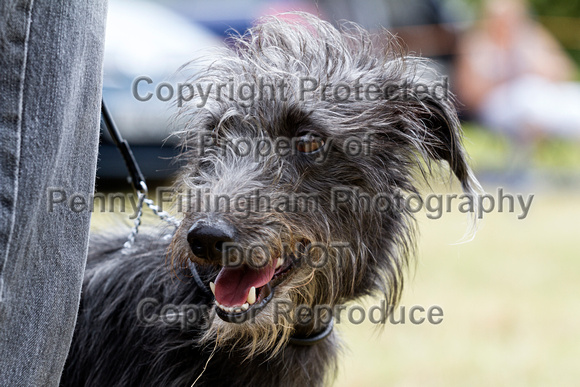 Grove_and_Rufford_Terrier_and_Lurcher_Show_16th_July_2016_079