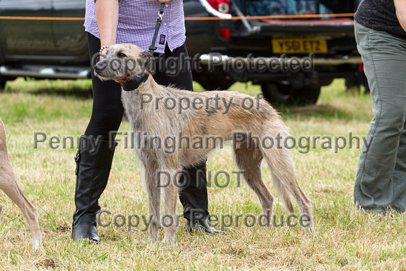 Grove_and_Rufford_Terrier_and_Lurcher_Show_16th_July_2016_164