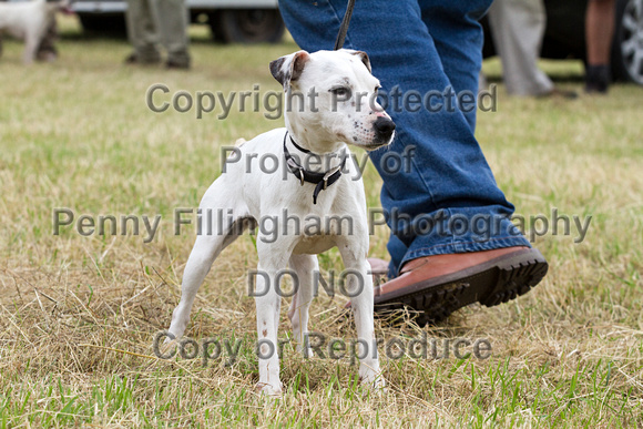 Grove_and_Rufford_Terrier_and_Lurcher_Show_16th_July_2016_132