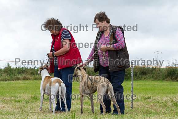 Grove_and_Rufford_Terrier_and_Lurcher_Show_16th_July_2016_056