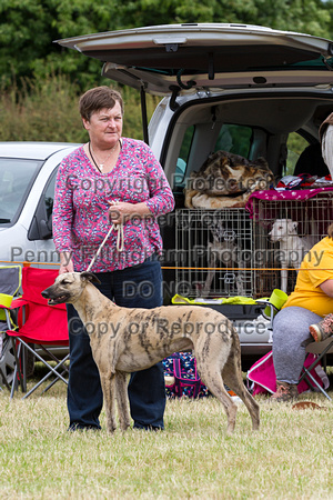 Grove_and_Rufford_Terrier_and_Lurcher_Show_16th_July_2016_153