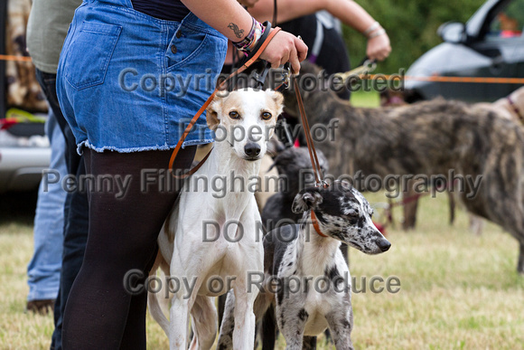 Grove_and_Rufford_Terrier_and_Lurcher_Show_16th_July_2016_109