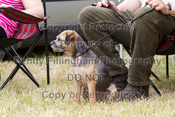 Grove_and_Rufford_Terrier_and_Lurcher_Show_16th_July_2016_105