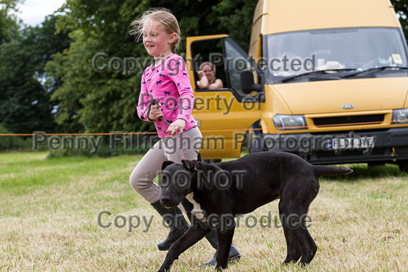 Grove_and_Rufford_Terrier_and_Lurcher_Show_16th_July_2016_074