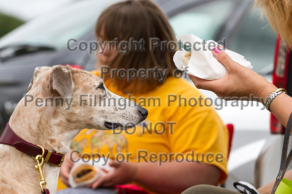 Grove_and_Rufford_Terrier_and_Lurcher_Show_16th_July_2016_083