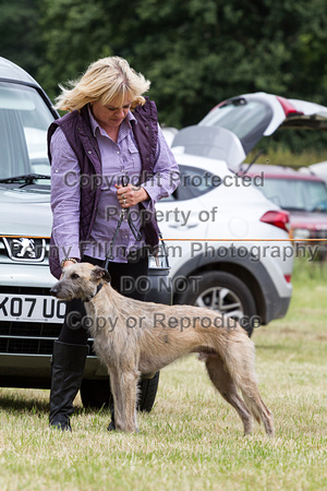 Grove_and_Rufford_Terrier_and_Lurcher_Show_16th_July_2016_031