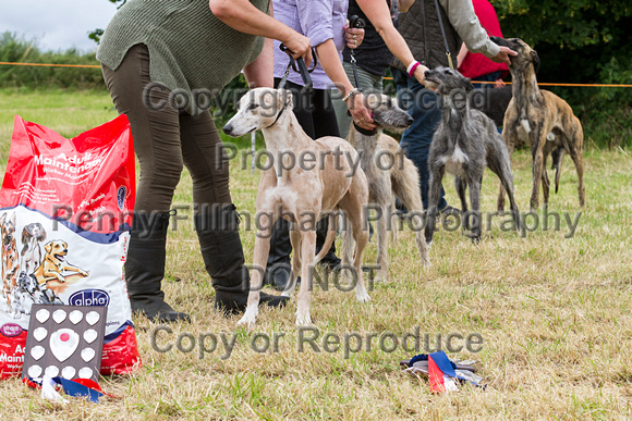 Grove_and_Rufford_Terrier_and_Lurcher_Show_16th_July_2016_161