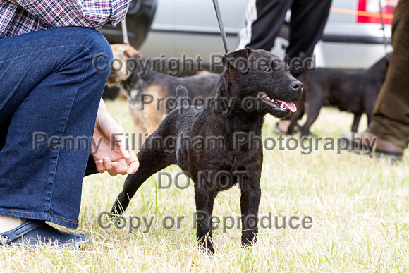 Grove_and_Rufford_Terrier_and_Lurcher_Show_16th_July_2016_128