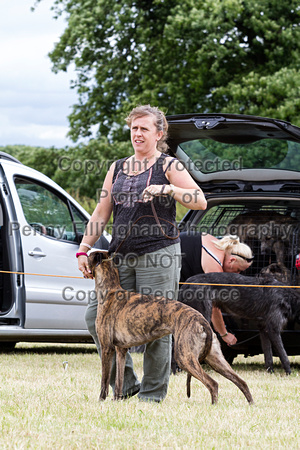 Grove_and_Rufford_Terrier_and_Lurcher_Show_16th_July_2016_115