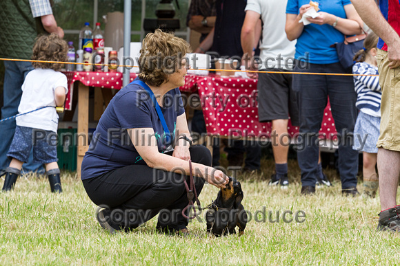 Grove_and_Rufford_Terrier_and_Lurcher_Show_16th_July_2016_038