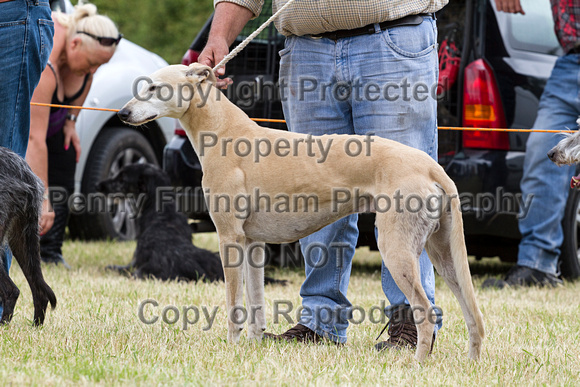 Grove_and_Rufford_Terrier_and_Lurcher_Show_16th_July_2016_119