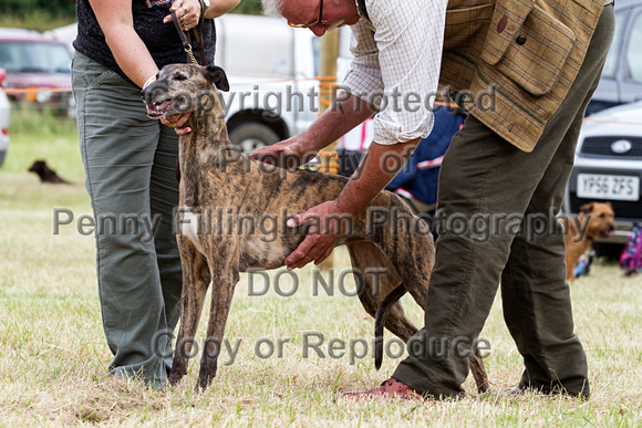 Grove_and_Rufford_Terrier_and_Lurcher_Show_16th_July_2016_117