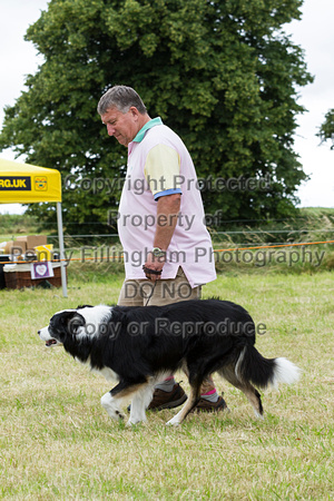 Grove_and_Rufford_Terrier_and_Lurcher_Show_16th_July_2016_212
