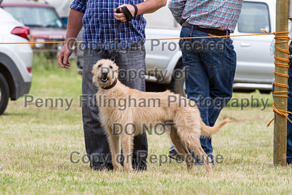 Grove_and_Rufford_Terrier_and_Lurcher_Show_16th_July_2016_034
