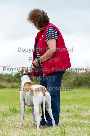 Grove_and_Rufford_Terrier_and_Lurcher_Show_16th_July_2016_051