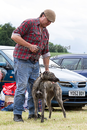 Grove_and_Rufford_Terrier_and_Lurcher_Show_16th_July_2016_021