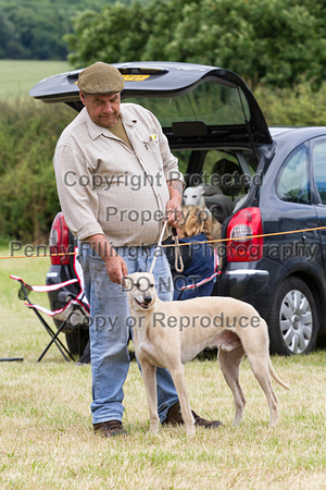 Grove_and_Rufford_Terrier_and_Lurcher_Show_16th_July_2016_152